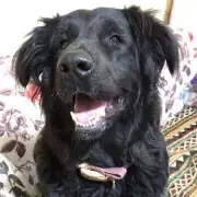 Meet Britain's Most Overlooked Dog: Teddy the Terrier's 644-Day Wait for a Home