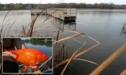 Minnesota Lake Overrun by Giant Goldfish: Ecological Crisis After Pets Dumped
