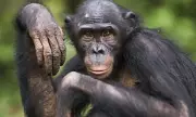 Monkey Business: Groundbreaking Study Rewrites the Rules of Primate Evolution