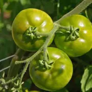 Monty Don's Genius Tomato Ripening Trick: Never Waste a Green Tomato Again!