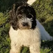 My £800 Cockapoo Wouldn't Bark: Devastated Owner's Puppy Nightmare