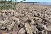 Mysterious Mass Starfish Stranding Baffles Experts on Scottish Beach | Independent
