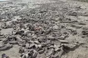 Mystery as Hundreds of Starfish Wash Up Dead on Fife Beach | Kirkcaldy Incident