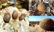 Mystery of the 'Neptune Balls': Scientists Unravel the Secret of the Strange Seagrass Orbs Washing Up on British Beaches