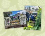 National Kitchen Garden Awards 2025: How School Plots Becate Sanctuaries for Students