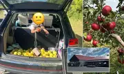Ohio Orchard's Viral Video of Apple Theft Sparks Internet Outrage and Support