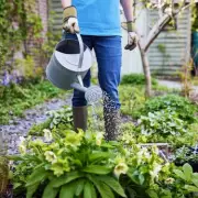 One-Week Garden Warning: Act Now to Save Your Lawn from Chafer Grub Invasion