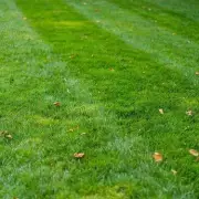 Only Those With Hawk-Eye Vision Can Spot The Hidden Owl In This Mind-Bending Puzzle