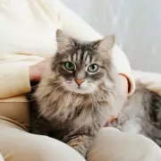 Optical Illusion That's Sending Brits to Sleep: The Mind-Bending 'Hollow Face' Trick Explained