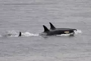 Orca Wars: Pod of Killer Whales Sinks 50-Foot Yacht in Dramatic Strait of Gibraltar Attack