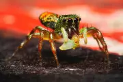 Peacock Spider's Mesmerising Mating Dance Unlocks Genetic Secrets in Australian Breakthrough