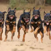 Pensioner Fights for Life After Vicious Stabbing Attack in North London