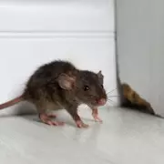 Pest Control Experts Reveal: The One Kitchen Item That Drives Mice and Rats Away Instantly