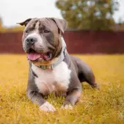 Police Officer's Heartwarming Rescue: Staffordshire Bull Terrier Found Freezing on M62