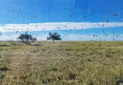Queensland Farmers Unleash Spider Venom in Groundbreaking War Against Locust Plague