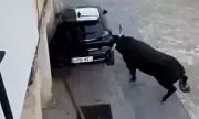 Rampaging Bull Smashes Peugeot 208 in Terrifying Town Centre Stampede | Shocking Video