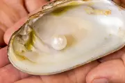 Rare 'AberNethy' Pearl Unearthed in Scottish River Could Rewrite History