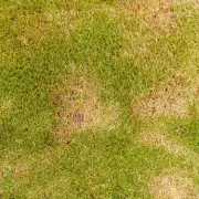 Rescue Your Bumpy Autumn Lawn: Expert Gardener's 5-Minute Fix Revealed