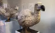 Return of the Dodo: Scientists Edge Closer to De-Extinction of Iconic Bird | Exclusive