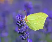 Revealed: The Top 10 Most Sighted UK Butterflies in 2025's Big Butterfly Count