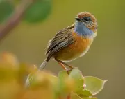 Rocket Launch vs Rare Emu-wren: The Battle for South Australia's Wilderness