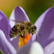Save Britain's Bees With This One Simple Gardening Trick Experts Swear By