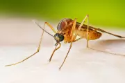Scientists Discover Malaria Mosquitoes' Unique Survival Trait in Groundbreaking Study