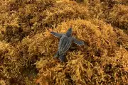 Sea Turtles Face Peril as Record Sargassum Blooms Choke Caribbean Beaches