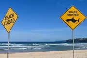 Shark Attacks in Australia: Rising Risks and the Tech-Driven Fight to Protect Beaches