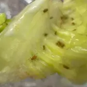 Shopper's Sushi Shock: Tesco Customer Finds LIVE MAGGOT Wriggling in Pre-Packed Meal