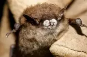 Silent Extinction: The Deadly White-Nose Fungus Decimating North America's Bat Populations