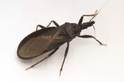 Silent Killer: Deadly Chagas Disease Spreading Across Southern US States, Experts Warn