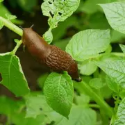 Slug Invasion? This One Plant Sends Them Packing From Your Garden