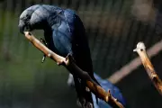 Spix's Macaw Soars Back from Extinction: Ambani's Vantara Leads Historic Rewilding