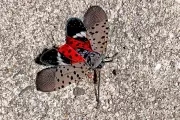 Spotted Lanternfly Invasion: Swarms of Invasive Insects Trigger Weather Radar Across US East Coast