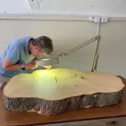 Sycamore Gap Tree Secret: New Shoots Emerge from Historic Roots | National Trust Update