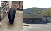 Terrifying Black Bear Attack at US Dollar General Store Leaves 90-Year-Old Woman Injured