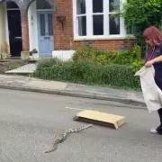 Terrifying Moment Huge Boa Constrictor Drops from Ceiling Onto Unsuspecting Family in UK Home | Exclusive Video