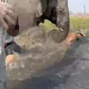 Terrifying Safari Attack: Raging Elephant Charges Tourist Vehicle at British Zoo