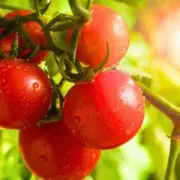 The 10p Trick to Ripen Green Tomatoes Fast: Gardener's Secret Revealed