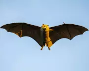 The Chonky Flying Fox: One Cyclone Away From Extinction, Scientists Warn