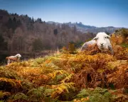 The Incredible Homing Instinct of Herdwick Sheep: A 1925 Cumbrian Mystery