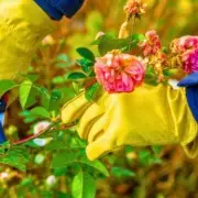 The One Simple Trick for Roses Overflowing With Blooms This Summer