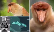The Proboscis Monkey: Borneo's Big-Nosed Primate Fights For Survival | Exclusive