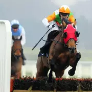 Tragedy at Cheltenham as Lough Derg Collapses and Dies After Race