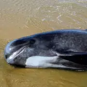 Tragedy in Cornwall: Heartbreak as Rare Whale Stranded on Rocky Shore Succumbs Despite Rescue Efforts