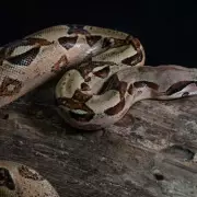 Tragedy in Oxford: Family Python Kills Toddler in Heartbreaking Accident