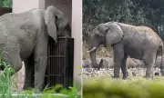 Tragedy of the 'World's Loneliest Elephant': Kaavan Dies After Decades of Solitude in Indian Zoo