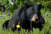 Tragic Arkansas Bear Attack Claims Man's Life in Rare Fatal Encounter