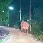 Tragic Elephant Attack Claims Man's Life in Thailand After Animal Snatching Incident